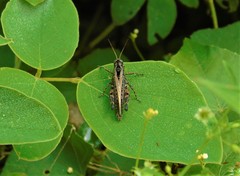 Dichroplus notatus