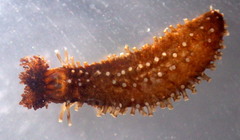 Staurothyone inconspicua