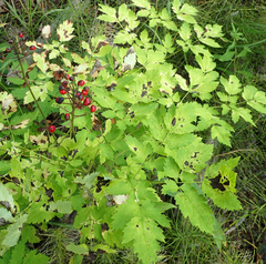 Actaea rubra rubra