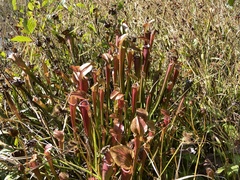 Sarracenia jonesii