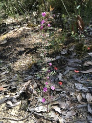 Boronia gracilipes