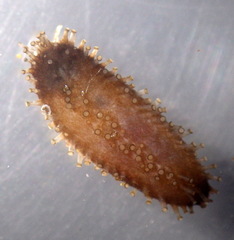 Staurothyone inconspicua