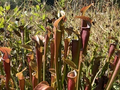 Sarracenia jonesii