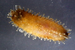 Staurothyone inconspicua