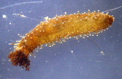 Staurothyone inconspicua