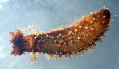 Staurothyone inconspicua