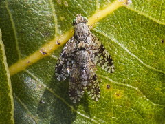 Tephritis matricariae