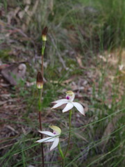 Caladenia gracilis