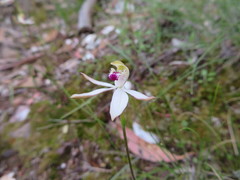 Caladenia gracilis