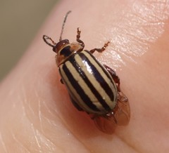 Kuschelina petaurista