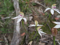 Caladenia gracilis