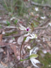 Caladenia gracilis