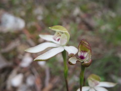 Caladenia gracilis