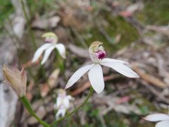Caladenia gracilis