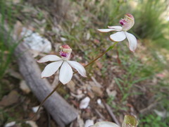 Caladenia gracilis