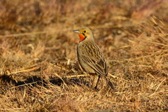 Macronyx capensis colletti