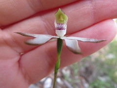 Caladenia gracilis