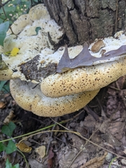 Pseudoinonotus dryadeus