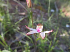 Caladenia gracilis