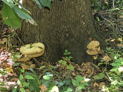 Pseudoinonotus dryadeus