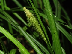 Carex erinacea