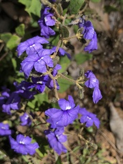 Dampiera hederacea