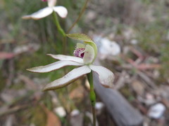 Caladenia gracilis