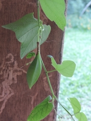 Passiflora capsularis