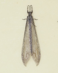 Vella fallax