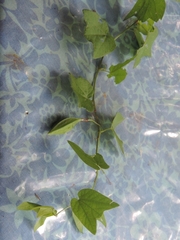 Passiflora capsularis