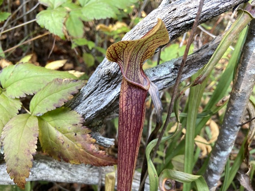 Sarracenia jonesii