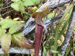 Sarracenia jonesii