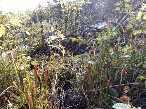 Sarracenia jonesii