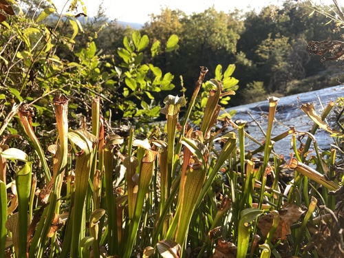 Sarracenia jonesii
