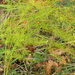 Wild Asparagus - Photo (c) Denis Gallant, some rights reserved (CC BY-NC), uploaded by Denis Gallant