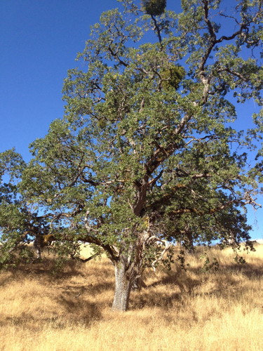 iNaturalist observation photo of blue oak
