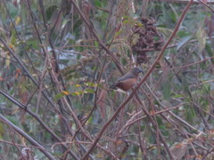 Sporophila angolensis