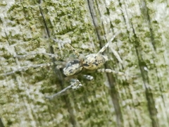Sanogasta