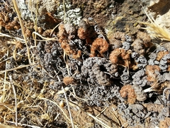 Myriopteris covillei