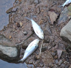 Dorosoma cepedianum