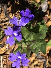 Dampiera hederacea