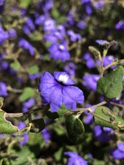 Dampiera hederacea