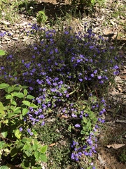 Dampiera hederacea