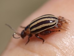 Kuschelina petaurista