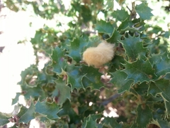 Heteroecus dasydactyli