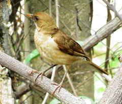 Turdus amaurochalinus