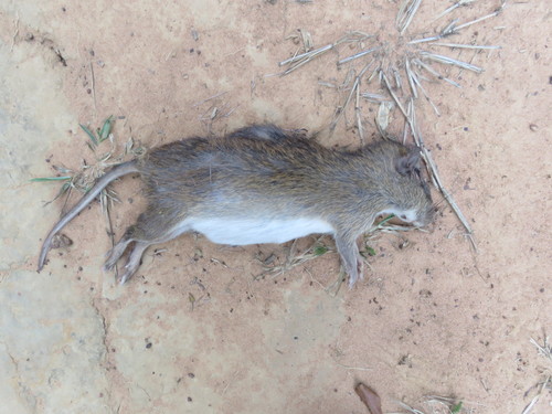 Gardner s Spiny-rat