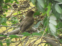 Turdus amaurochalinus
