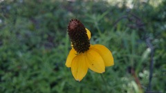 Ratibida coahuilensis