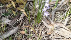Thelymitra alcockiae